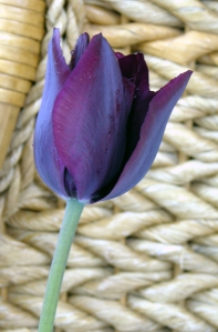 day-2-tulip